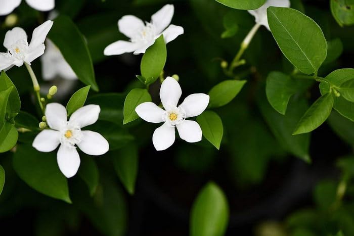 Creative Farmer White Sri Lankan Jasmine - Fragrant Blooms For